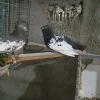 دو جفت سینه سیاه