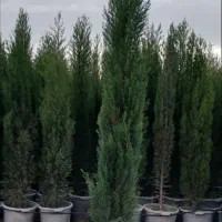 نهال وگل گیاه|خدمات باغبانی و درختکاری|محمدیه-قزوین, |دیوار