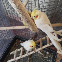 یک جفت عروس هلندی سخنگو