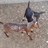 کهر نر دو قلو