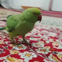 طوطی ملنگو و گرینچیک