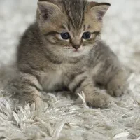 بچه گربه بریتیش گلد شورت هیر