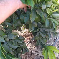 انجام هرس مرکبات در منازل و باغچه شهری|خدمات باغبانی و درختکاری|کازرون, |دیوار