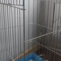 قفس پرنده|لوازم جانبی حیوانات|تنکابن, |دیوار