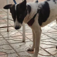 سگ قدر جونی 5ماهه نر