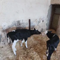 ۲ راس گوساله نر شیری سیمینتال