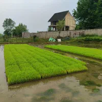توم علی کاظمی