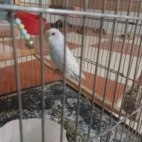 مرغ عشق زیبا و خوش رنگ ماده قیمت ۳۰۰۰۰۰۰