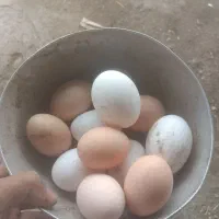 تخم مرغ بومی درجه یک