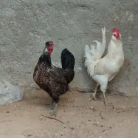 خروس سفید ریشی و مرغ ۱۲۰۰