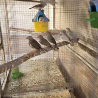 فنچ نر و ماده زبرا