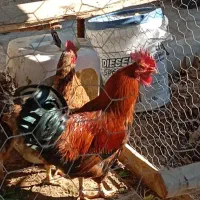 مرغ و خروس محلی جوان