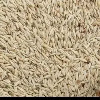 جو سرارود و محلی|خدمات باغبانی و درختکاری|ماهیدشت, |دیوار