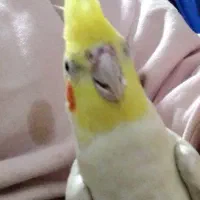 عروس هلندی نازار|پرنده|نورآباد, |دیوار