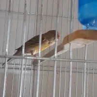 قناری|پرنده|تهران, میرداماد|دیوار