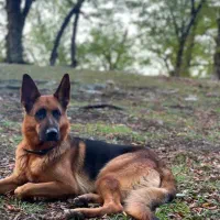 گمشده|سگ|گرگان, |دیوار