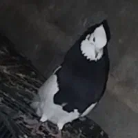 طوقی