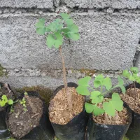 درخت ژینکو و تمشک بی خار