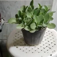 چند عدد گلدان به همراه گل فروخته میشود|گل و گیاه طبیعی|قم, پردیسان|دیوار