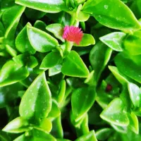 گل زیر قیمت فقط ۴۵ هزار تومن|گل مصنوعی|یزد, |دیوار