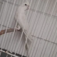 عروس هلندی آلبینو دستی،جوجه عروس لوتینو سرلاکی