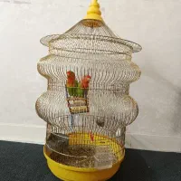 یک جفت طوطی برزیلی