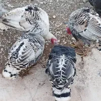 بوقلمون|حیوانات مزرعه|بیرانوند, |دیوار