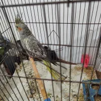 عروس هلندی|پرنده|اردبیل, |دیوار