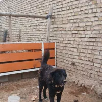 سگ آدمی