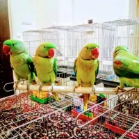 دنیا شاه طوطی ملنگو نر ماده دستی رام سخنگوچشم درشت|پرنده|تهران, سلسبیل شمالی|دیوار