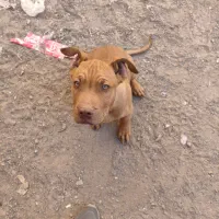 سگ نر 4ماهه نژادپیت بول|سگ|جوین, |دیوار