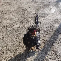 فروش 5 عدد خروس تزیینی جوان