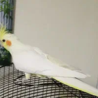 عروس هلندی گم کردم