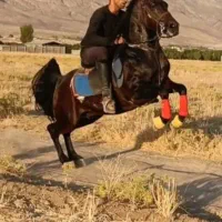 سیلمی یاغی از رخش حبیب