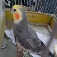 عروس هلندی سینامون گمشده