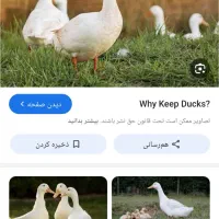 اردک ماده سه تا