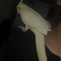 دو عروس هلندی|پرنده|لاهیجان, بوجایه|دیوار