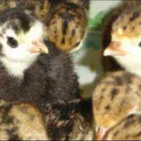 جوجه یک روزه بوقلمون (برنز، بوربون)