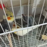 عروس هلندی بالغ وجوجه|پرنده|نیشابور, شهید بهشتی|دیوار