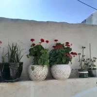 اجاره-در-سعید-اباد