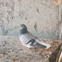 کفتر شهری سبز|پرنده|خشت, |دیوار