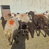 ۱۰ میش جوان قیمت توافقی چت پاسخگو نیستم