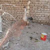 قوغاز ماده با جوجه قوغاز