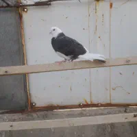 3تا کبوتر غریب گیری