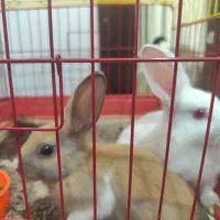 خرگوش مینیاتوری|موش و خرگوش|کرمانشاه, |دیوار