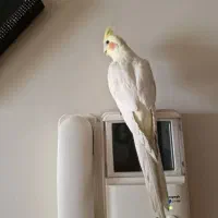 گمشده عروس هلندی