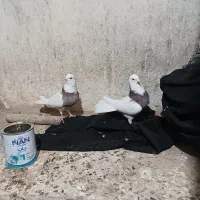 حیون|پرنده|هامون, |دیوار