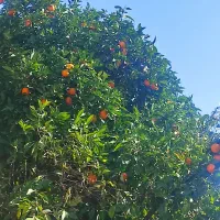 اجاره چنداتاق (۳)اتاق درمحدوده آستانه وحسینی