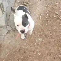 پیدا کردن سگ گمشده