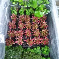 گیاهان آکواریومی آبزی|ماهی|قم, دورشهر|دیوار